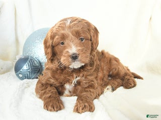 Cavapoo dogs for sale: Jenny - Ad 3