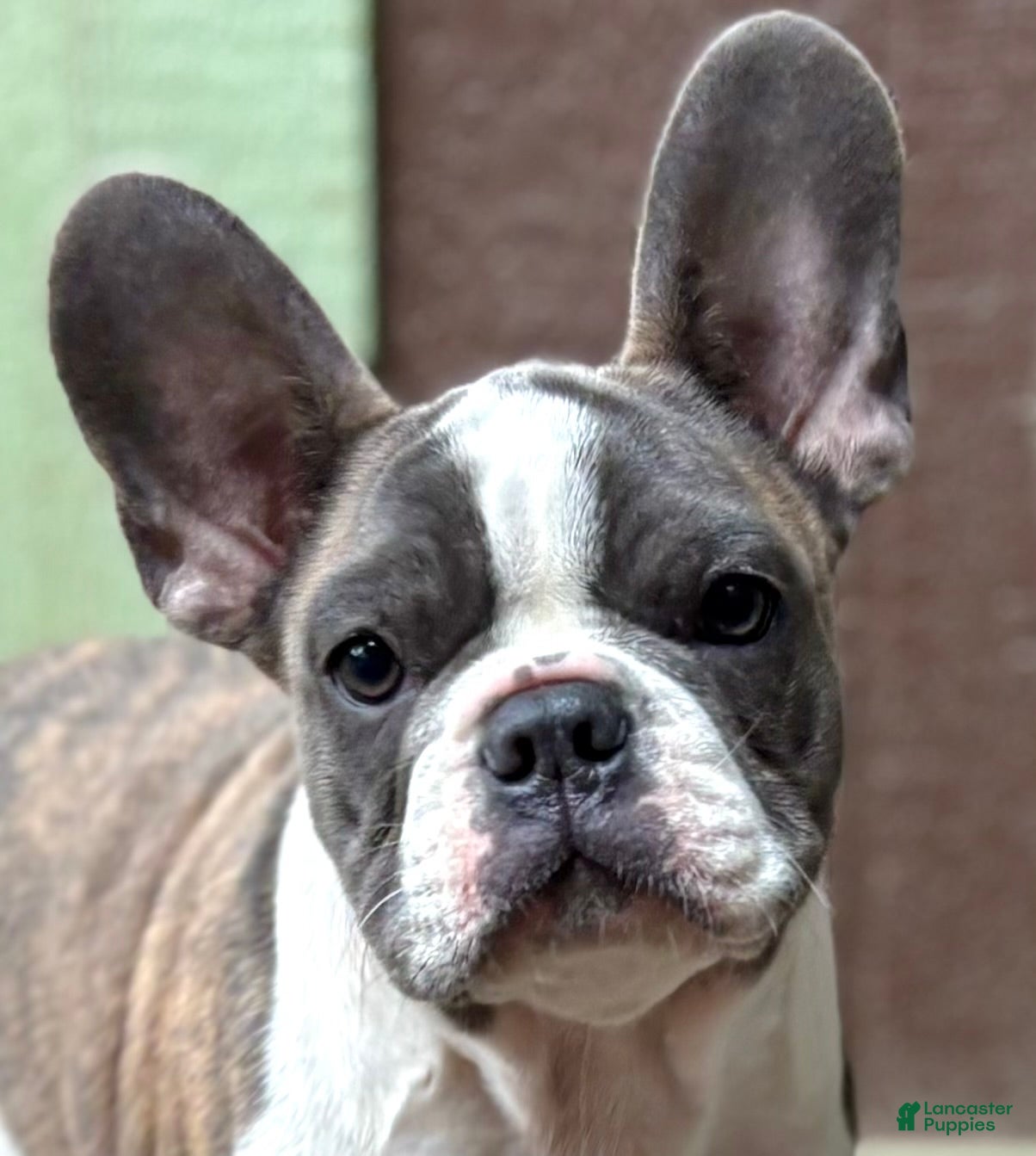 Frenchton dogs Zen - Ad 8