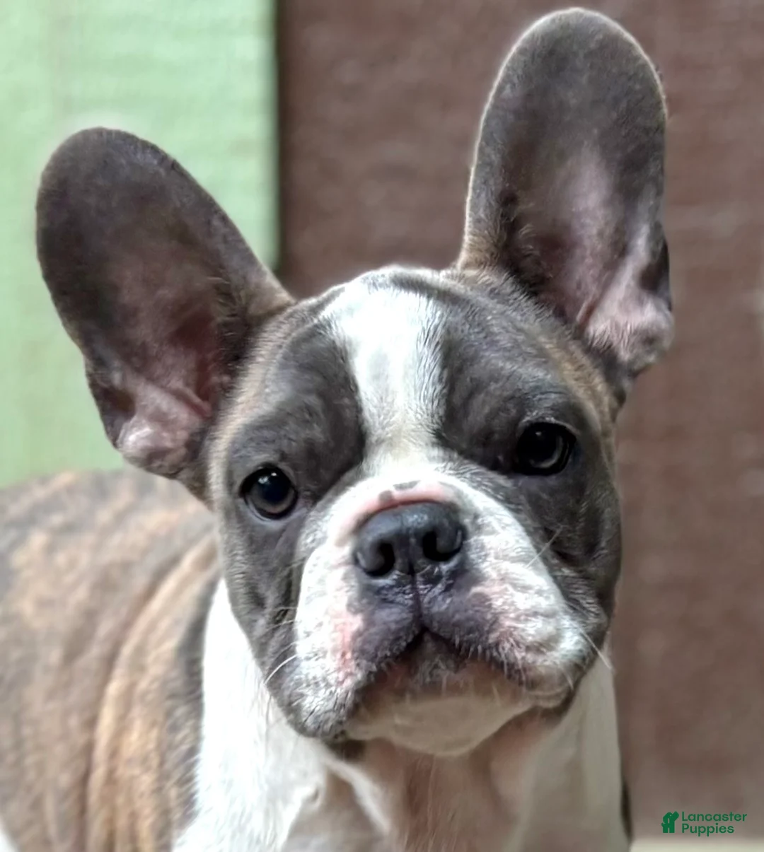 Frenchton dogs for sale: Zen - Ad 1