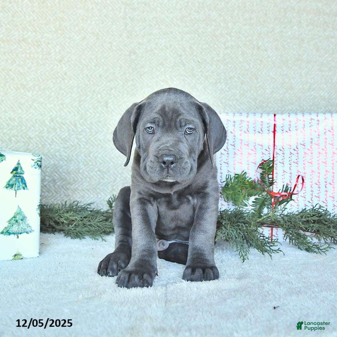 Cane Corso dogs for sale: Zane - Ad 2