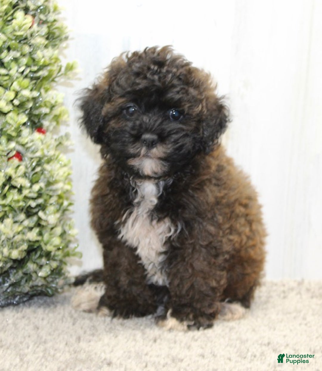 Shihpoo dogs for sale: Beanie - Ad 2