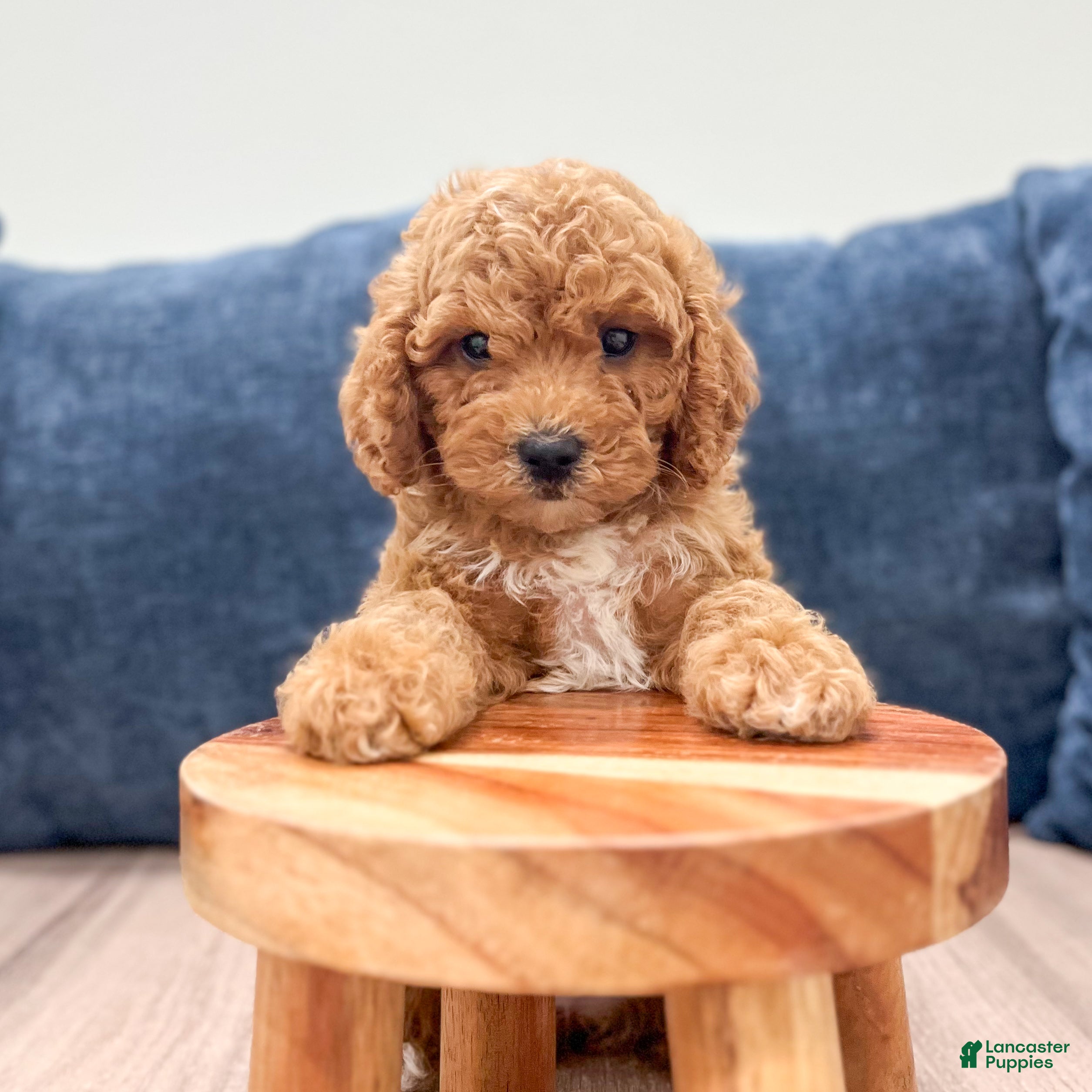 Miniature Labradoodle dogs Madison - Ad 2