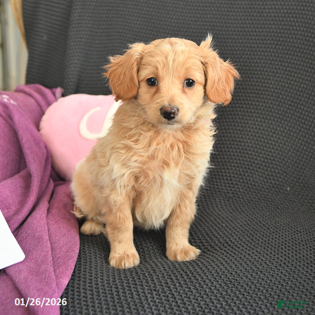 Mixed Breed dogs for sale: Joseph - Ad 2