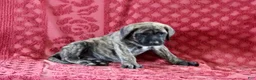 English Mastiff dogs for sale: Tammy - Ad 2