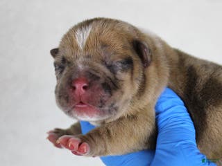 American Bully dogs Black Fawn Merle Female - Ad 26