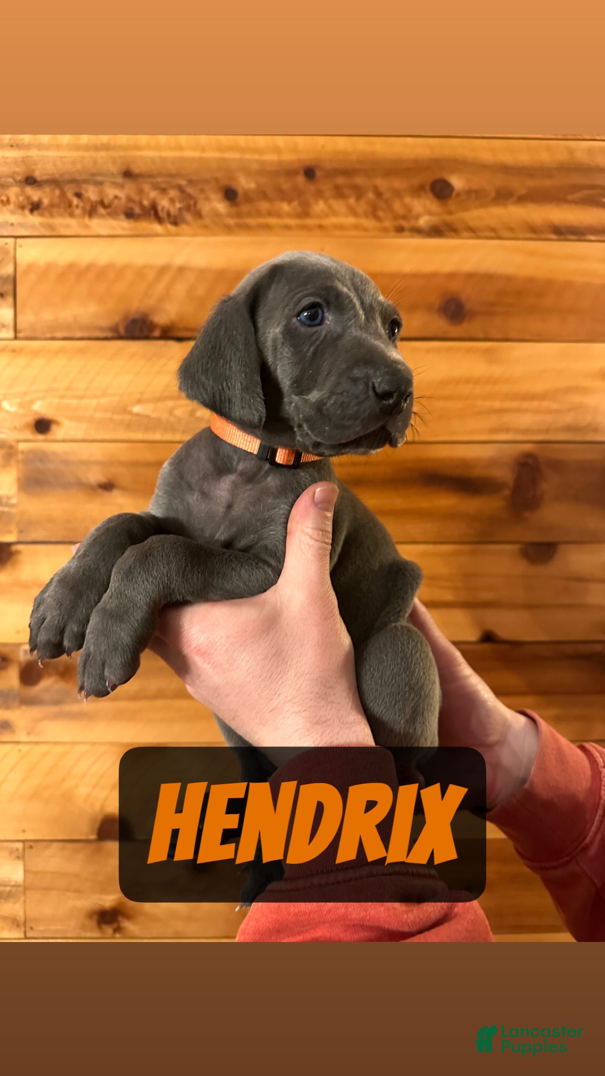 Weimaraner dogs Hendrix - Ad 1