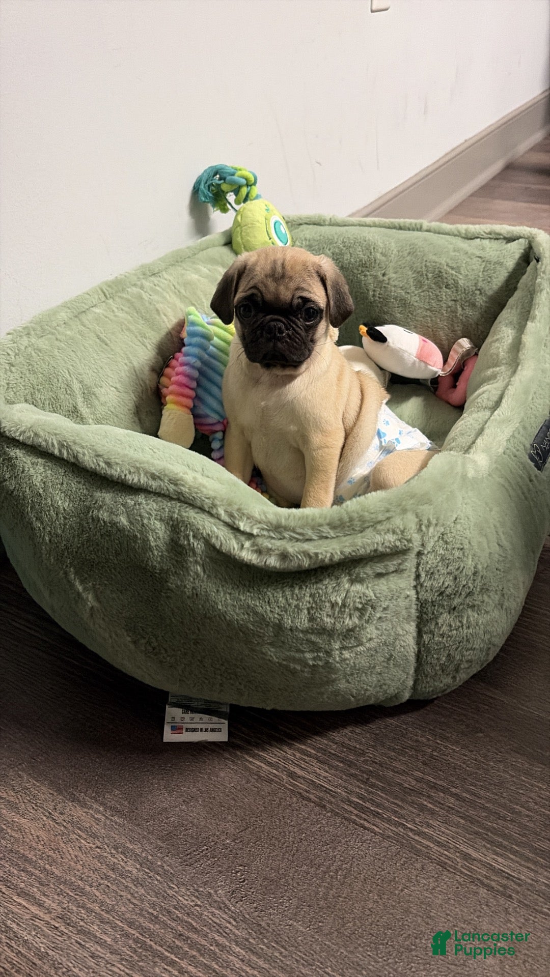 Pug dogs for sale: Booker - Ad 26