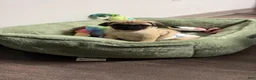 Pug dogs for sale: Booker - Ad 1