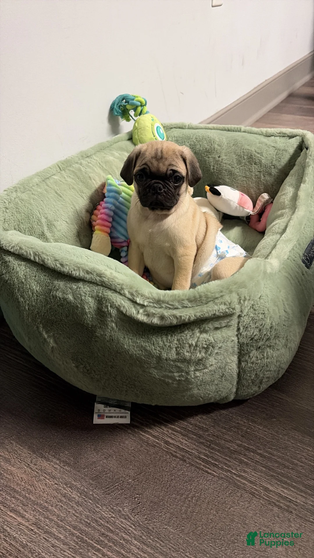 Pug dogs for sale: Booker - Ad 1