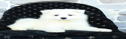 Samoyed dogs for sale: Kayla - Ad 3