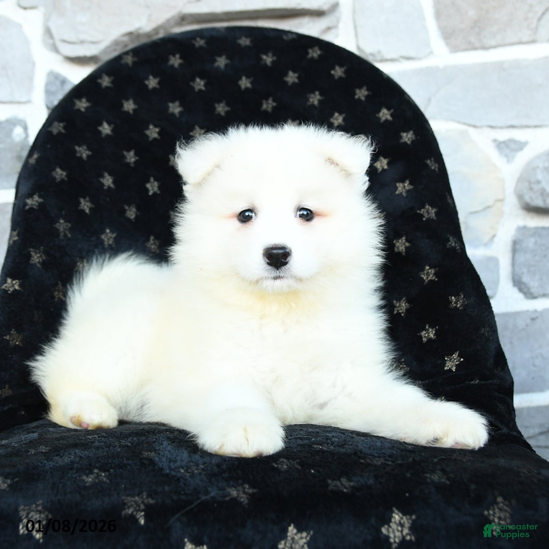 Samoyed dogs for sale: Kayla - Ad 3