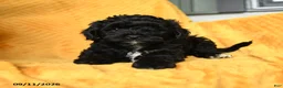 Cavapoo dogs for sale: Carly - Ad 5