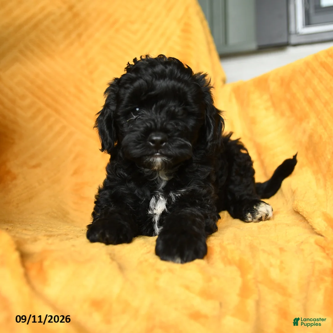 Cavapoo dogs for sale: Carly - Ad 5