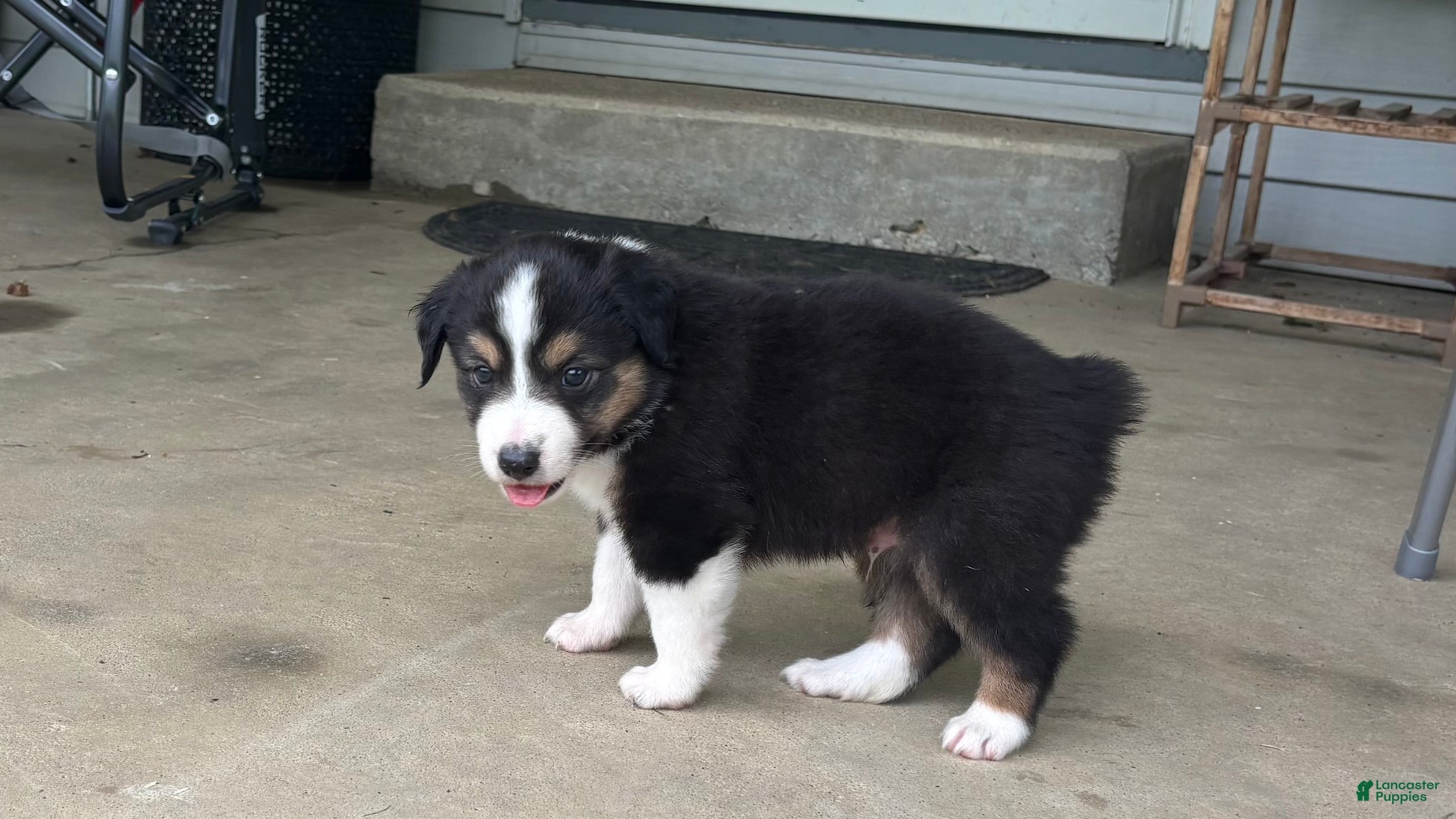 Miniature Australian Shepherd dogs #6 Black Tri Male - Ad 29