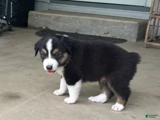 Miniature Australian Shepherd dogs #6 Black Tri Male - Ad 29