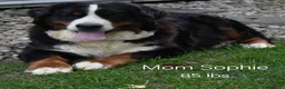 Mini Bernedoodle dogs for sale: Jazzie - Ad 19