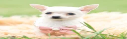 Chihuahua dogs for sale: Teacup Diamond - Ad 3
