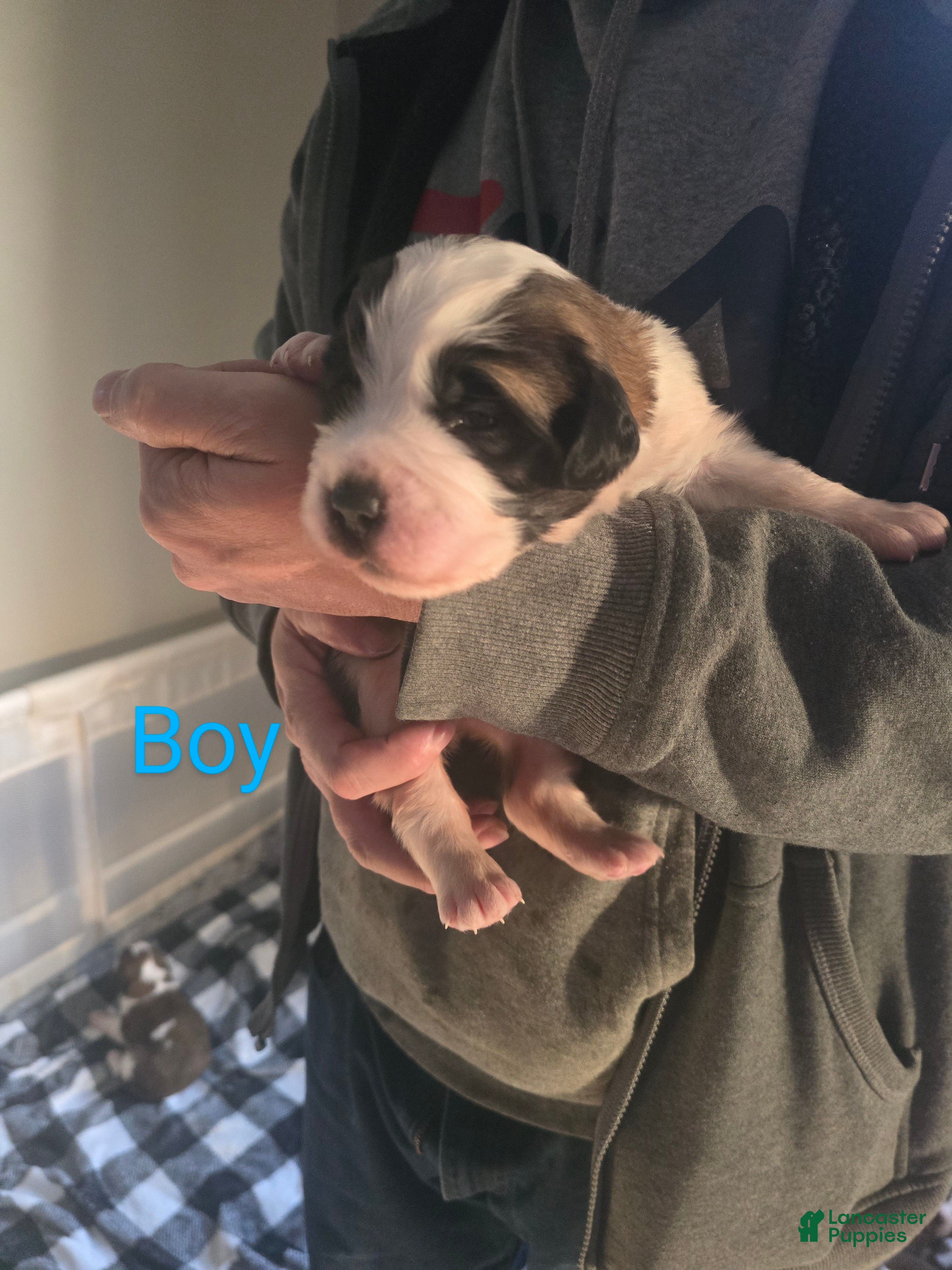 Saint Bernard dogs Saint Bernard Puppy 2 - Ad 14