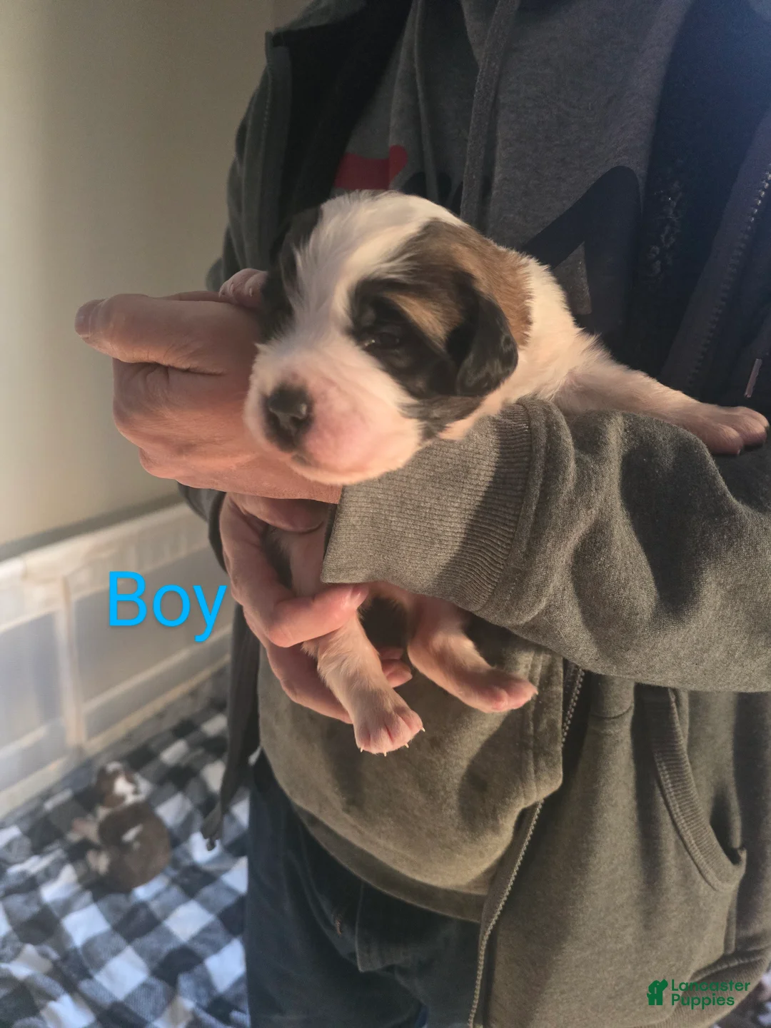 Saint Bernard dogs for sale: Saint Bernard Puppy 2 - Ad 1