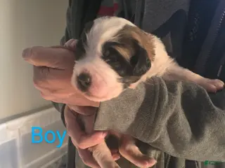 Saint Bernard dogs Saint Bernard Puppy 2 - Ad 14