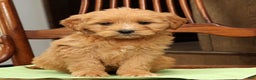 Mini Goldendoodle dogs for sale: Polly - Ad 2