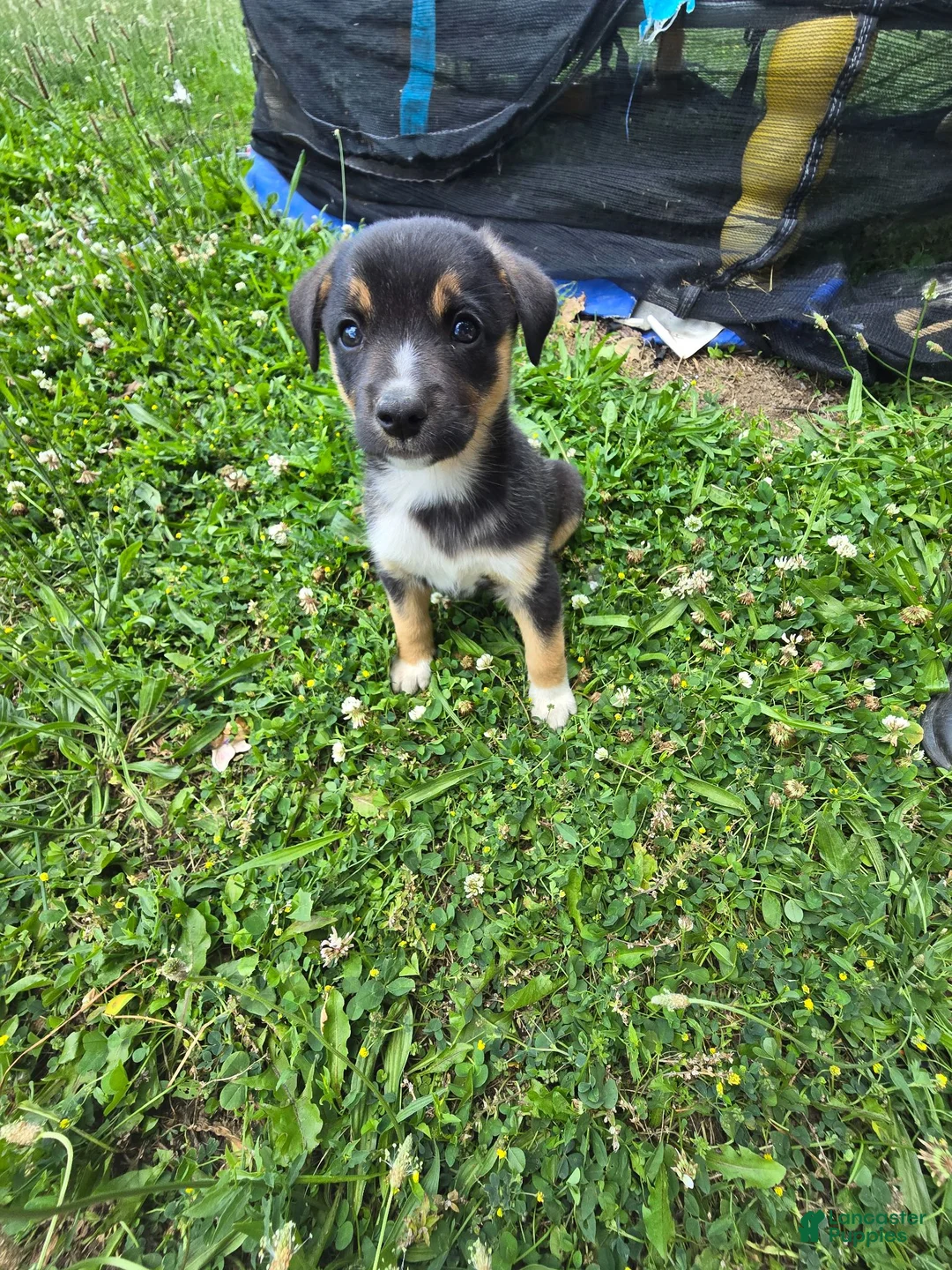 Mixed Breed dogs for sale: Icing - Ad 1