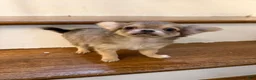 Chihuahua dogs for sale: Long coat male  - Ad 4