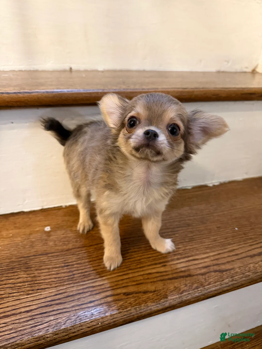 Chihuahua dogs for sale: Long coat male  - Ad 4