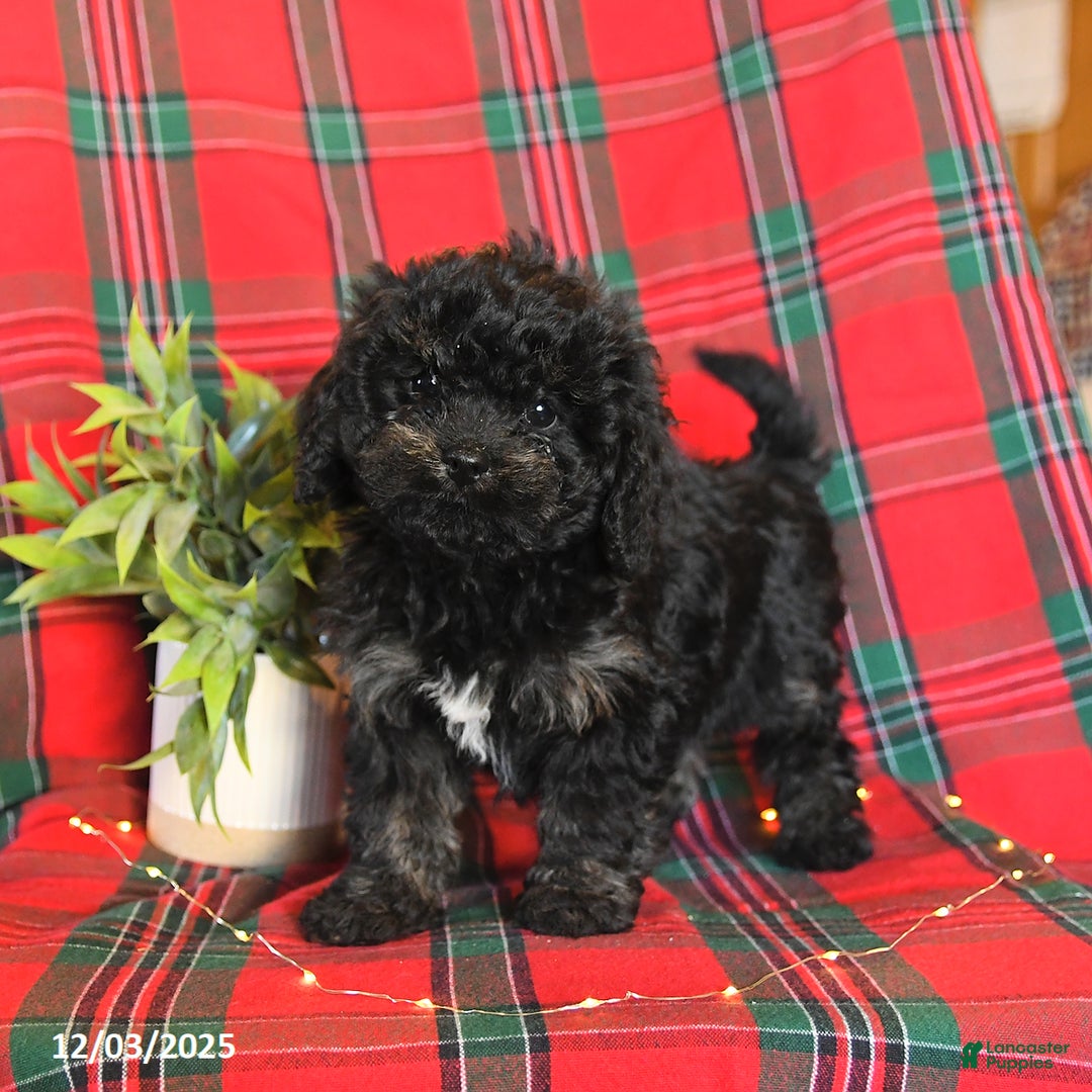Cavapoo dogs for sale: Annie - Ad 1