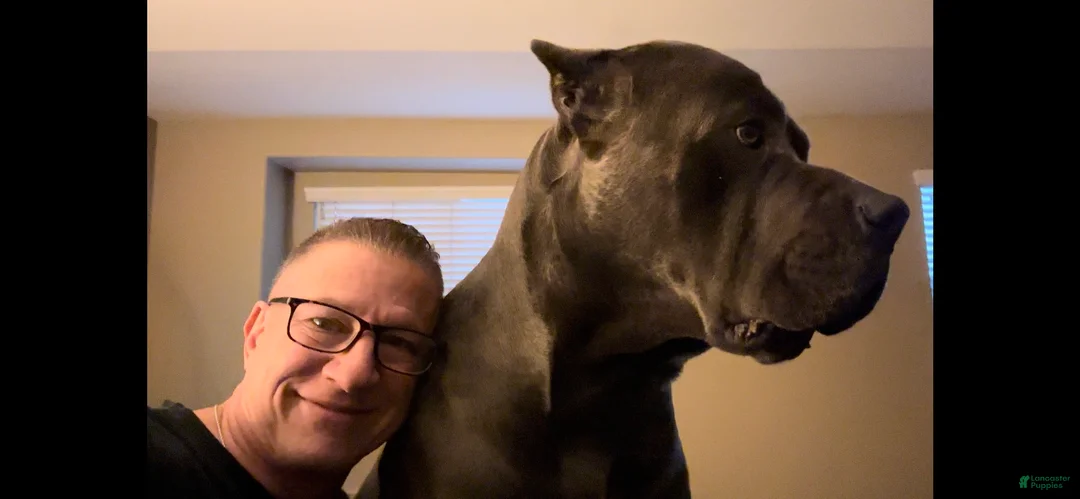 Mixed Breed dogs for sale: Mixed Breed Puppy 2 - Ad 9