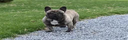 French Bulldog dogs for sale: Jazz - Ad 6