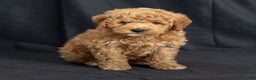 Mini Goldendoodle dogs for sale: Nate - Ad 3
