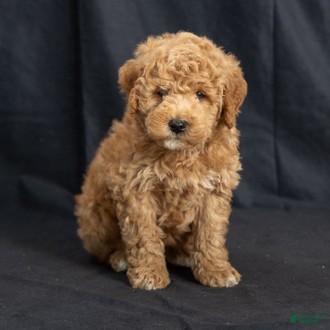 Mini Goldendoodle dogs for sale: Nate - Ad 3