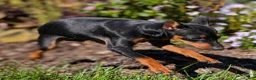 Miniature Pinscher dogs for sale: Flash - Ad 13