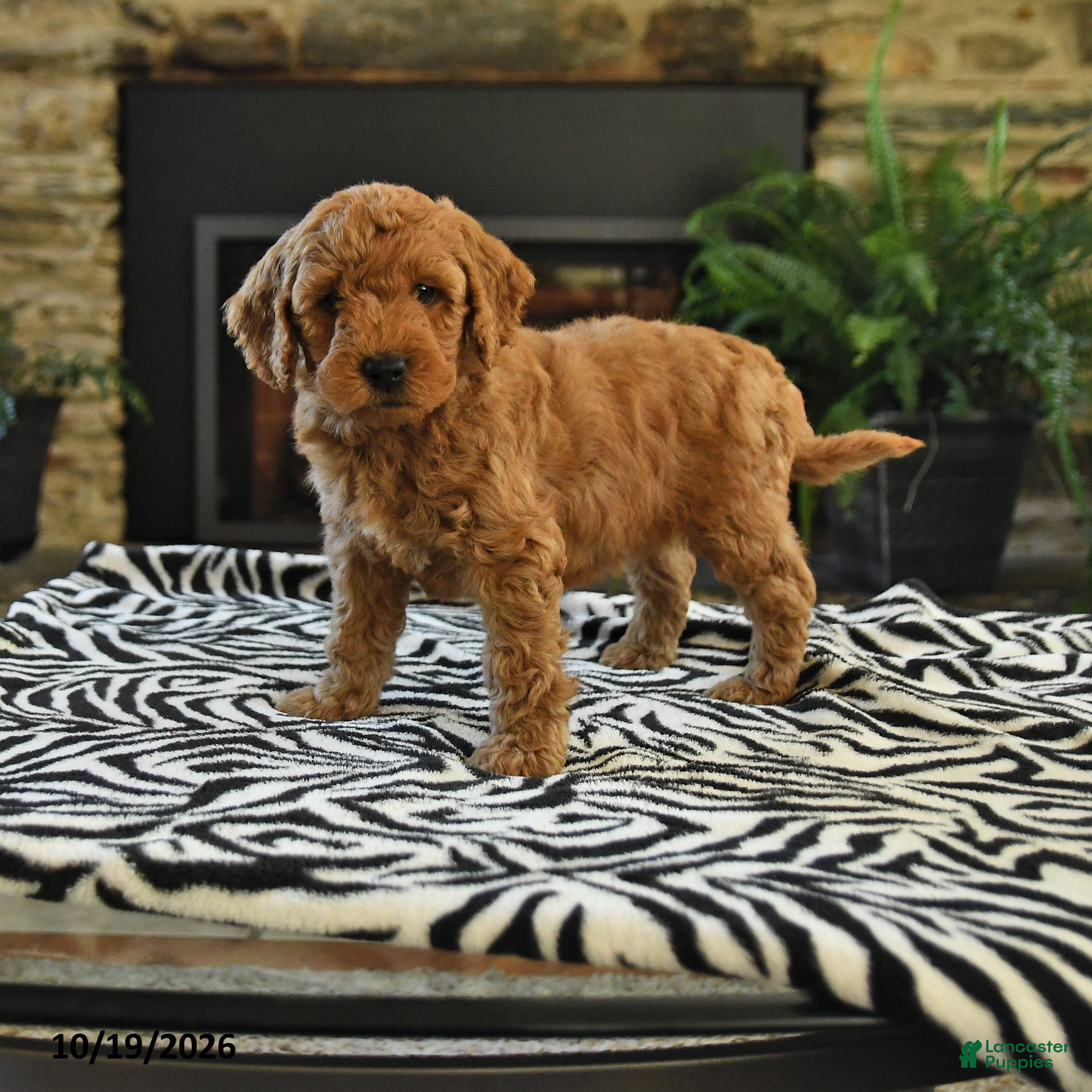 Mini Goldendoodle dogs Lester - Ad 1