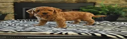 Mini Goldendoodle dogs for sale: Lester - Ad 1