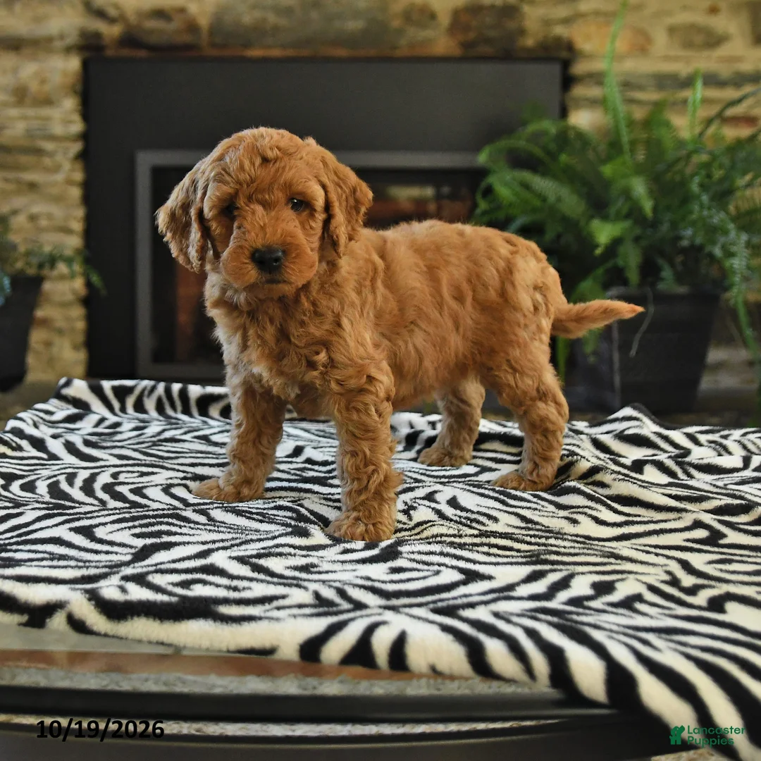 Mini Goldendoodle dogs for sale: Lester - Ad 1