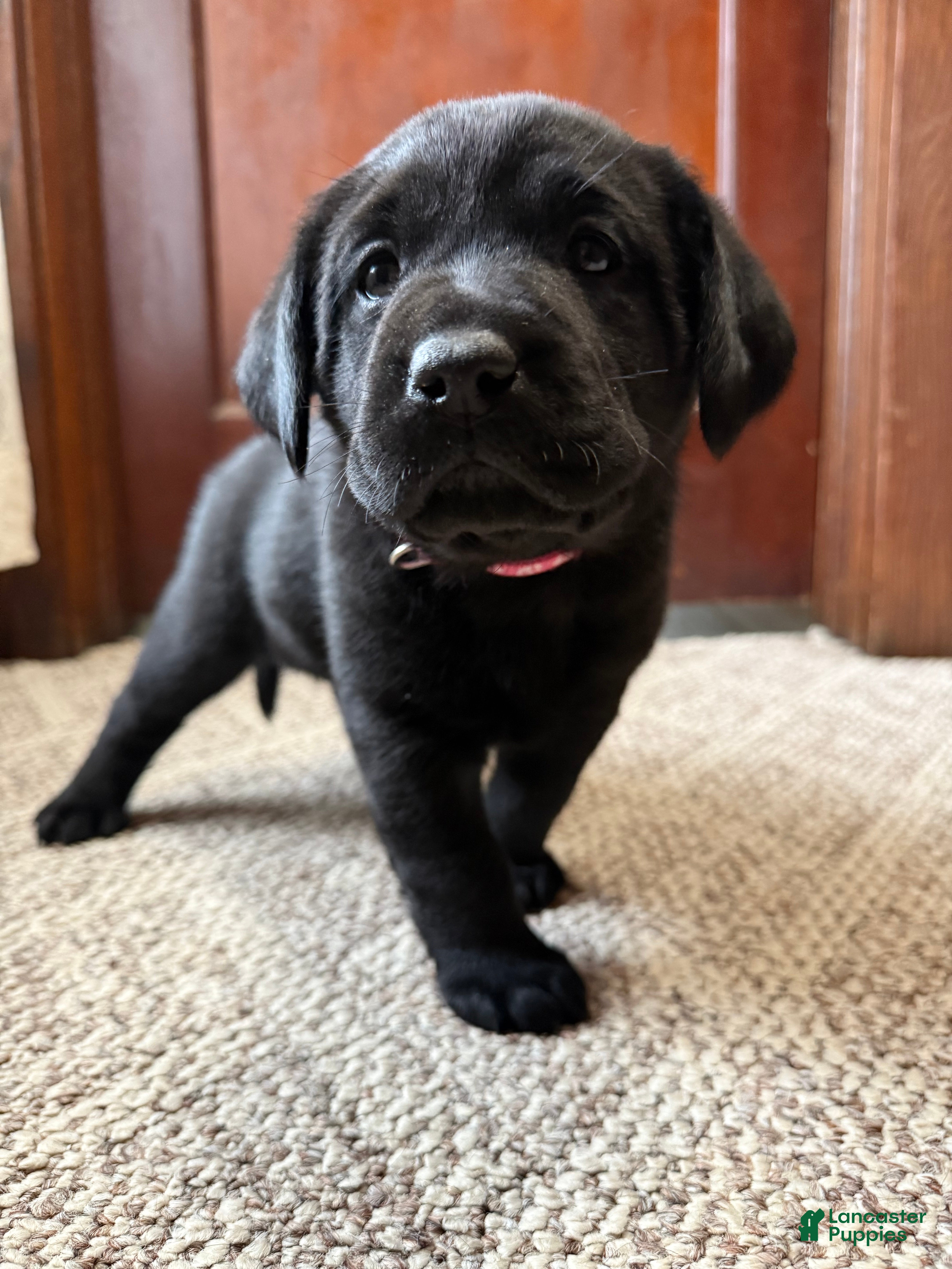 Labrador Retriever dogs Labrador Retriever Puppy RITA  - Ad 1