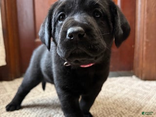 Labrador Retriever dogs Labrador Retriever Puppy RITA - Ad 3