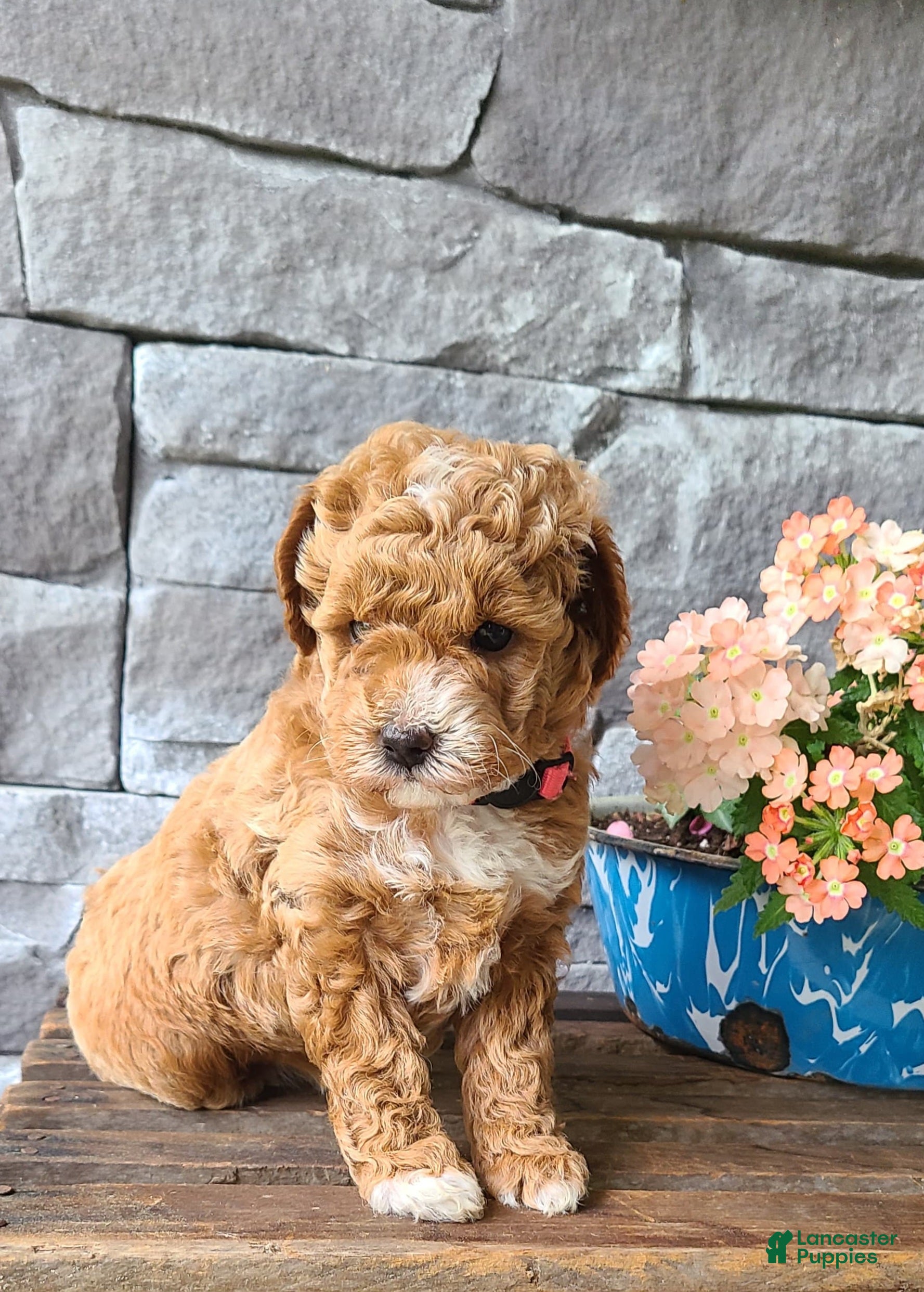 Cockapoo dogs for sale: Lacy - Ad 1
