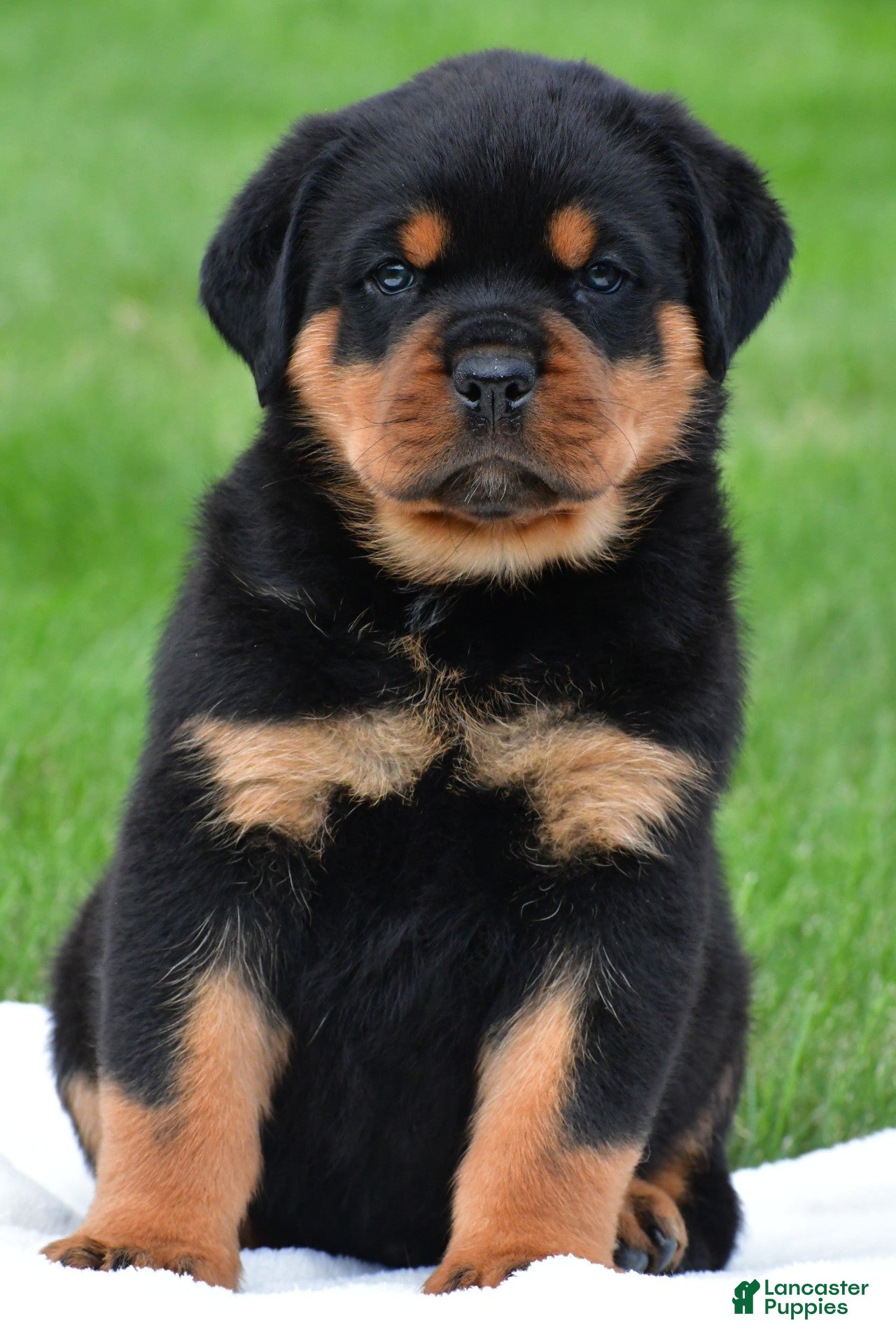 Rottweiler dogs don - Ad 2