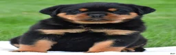 Rottweiler dogs for sale: don - Ad 2