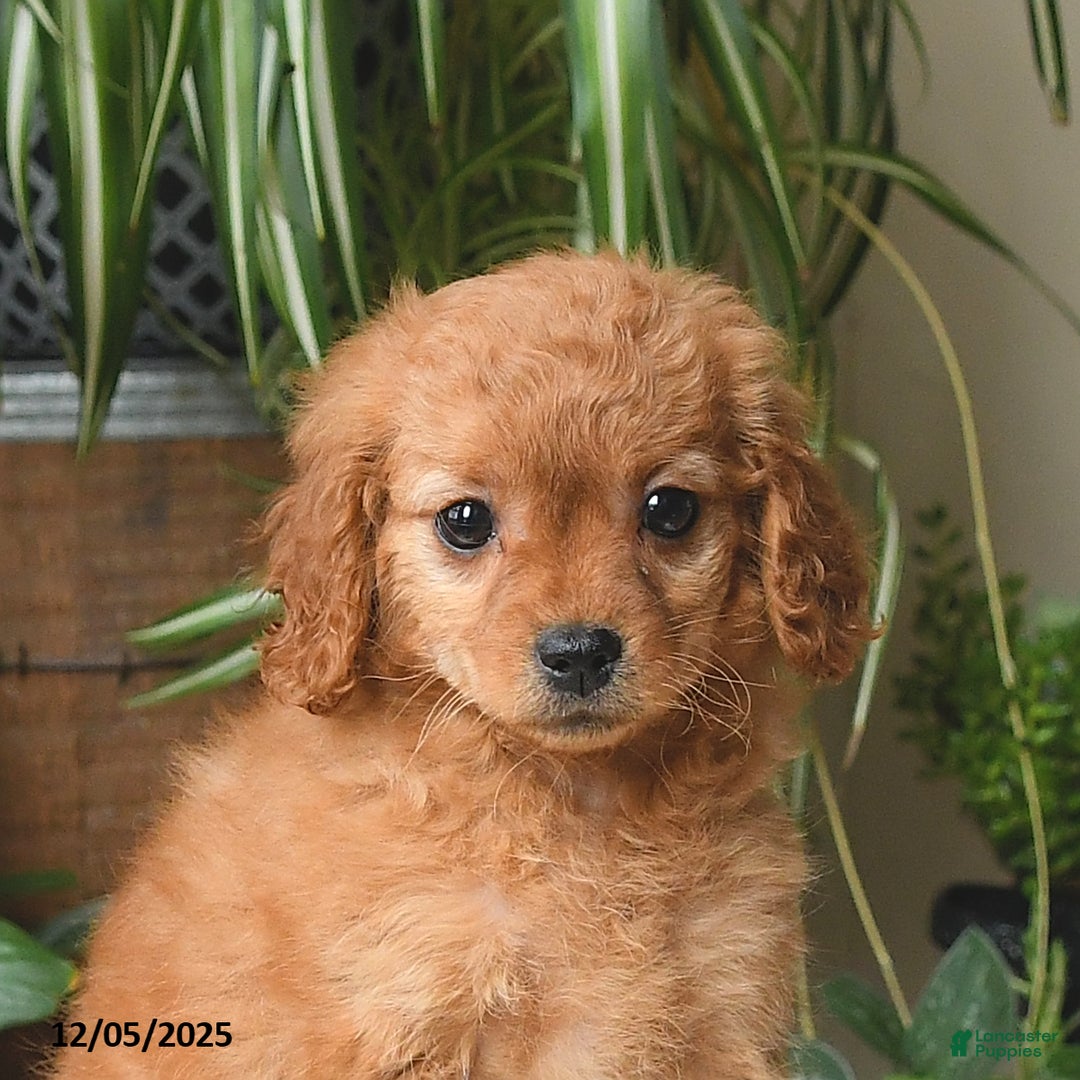 Cavapoo dogs for sale: Lola - Ad 5