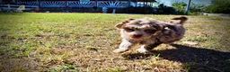 Havapoo dogs for sale: Punky - Ad 14