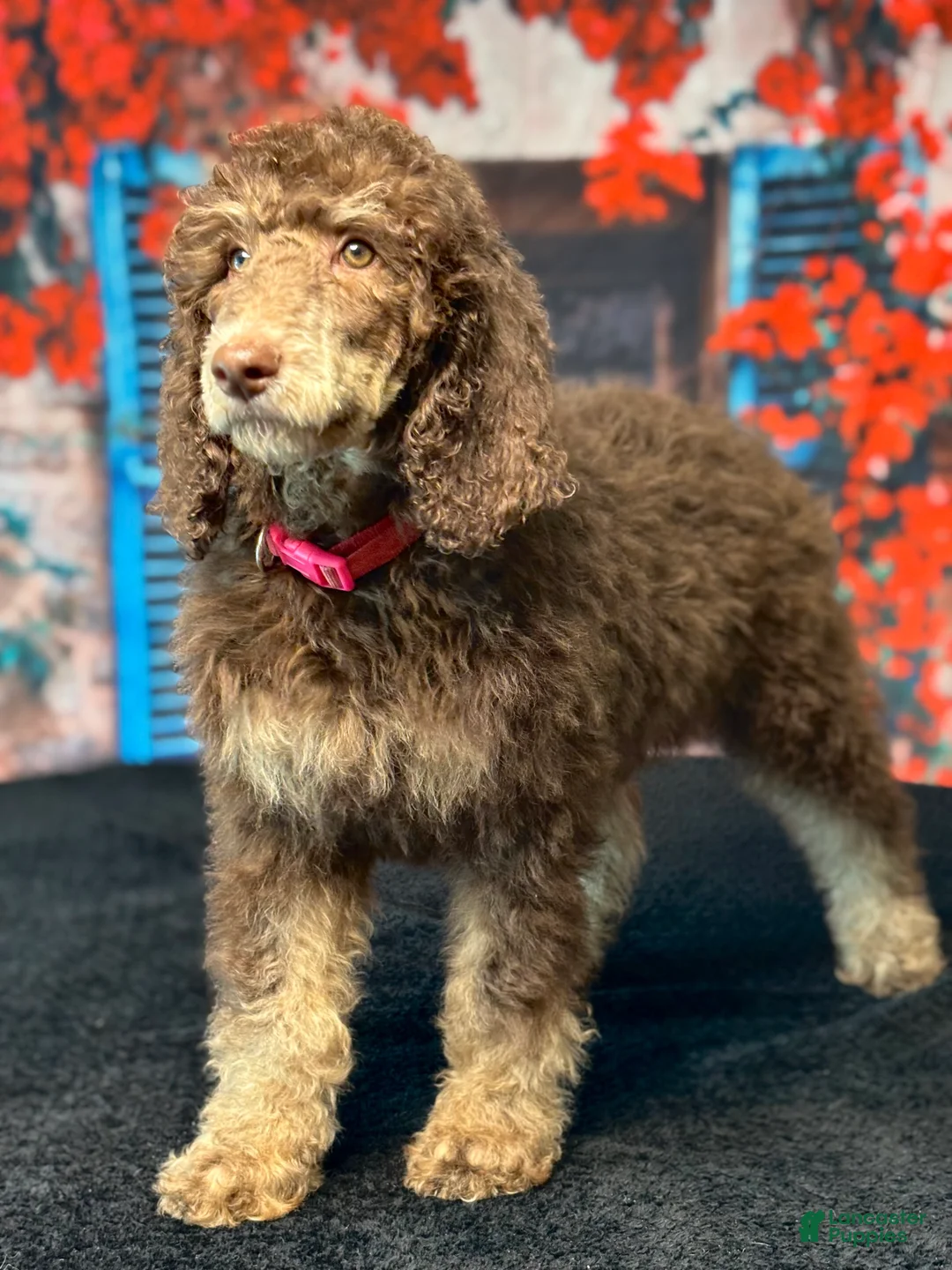 Standard Poodle dogs for sale: Daisy - Ad 2