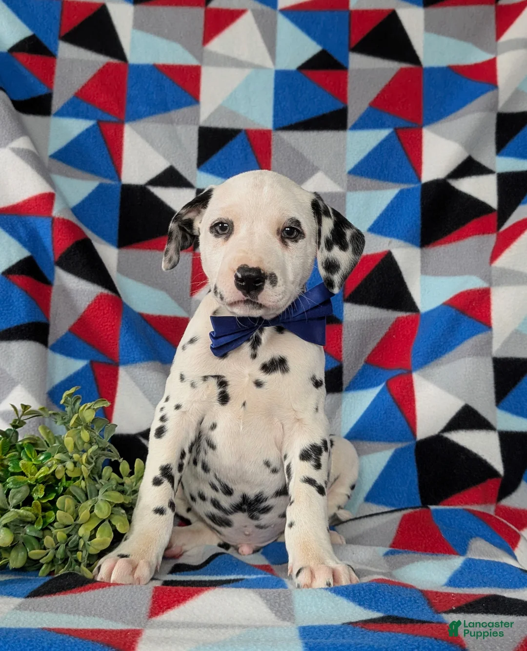 Dalmatian dogs for sale: Joshua - Ad 2