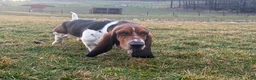 Basset Hound dogs for sale: Axel  - Ad 4