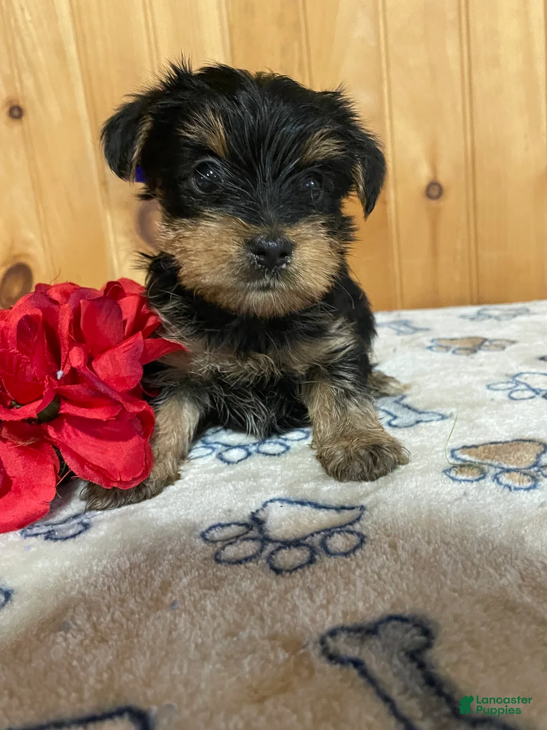 Yorkshire Terrier dogs for sale:  Rocky - Ad 1