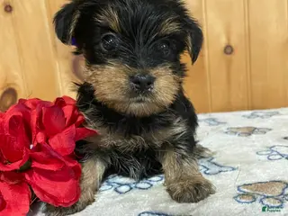 Yorkshire Terrier dogs Rocky - Ad 3