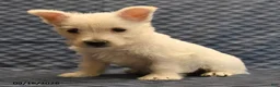West Highland Terrier dogs for sale: Nolan - Ad 3